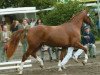 broodmare Cascade (Rhinelander, 2000, from Cordino)