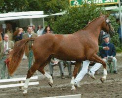 broodmare Cascade (Rhinelander, 2000, from Cordino)