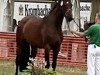 broodmare Carmelita 18 (Rhinelander, 2003, from Carnando)