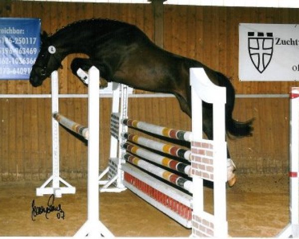 stallion Fresh from the Coast (Hanoverian, 2000, from Friedensfürst)
