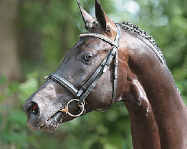 stallion Sir Floggensee (Oldenburg, 2001, from Sandro Hit)