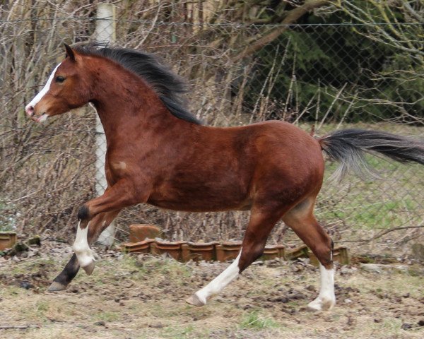 Deckhengst Springfire's Ocean of Fire de Luxe (Welsh Mountain Pony (Sek.A), 2011, von Springfire's Orophino)