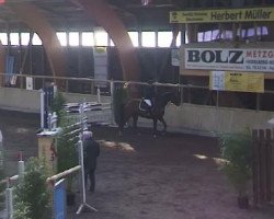 jumper Wum 118 (Hungarian Warmblood, 1998, from Waterkant)