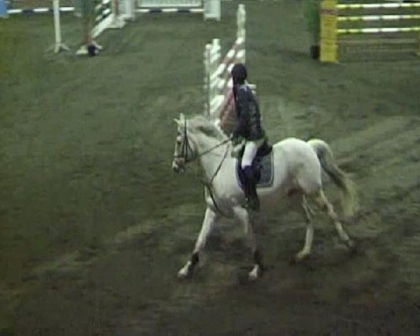 Springpferd Cosimo (Deutsches Sportpferd, 1999, von Carmino H)