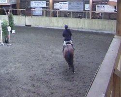 jumper Bizzy Lizzy 2 (KWPN (Royal Dutch Sporthorse), 1995)