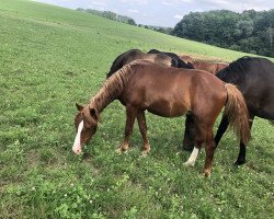 dressage horse Quillmann (German Riding Pony, 2020, from Quaterback's Junior)