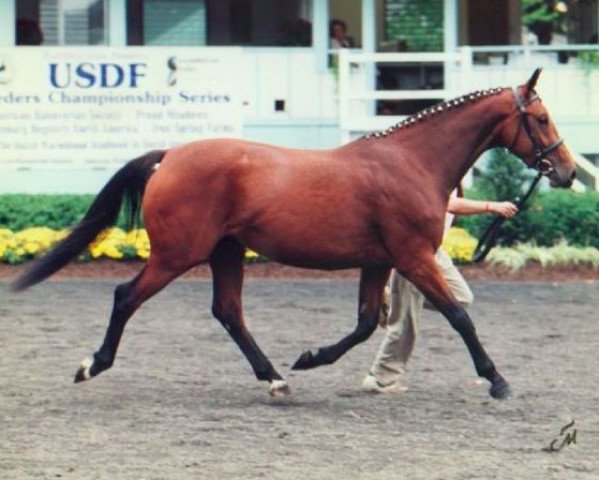 broodmare MS World Class (Oldenburg, 1995, from First Class I)