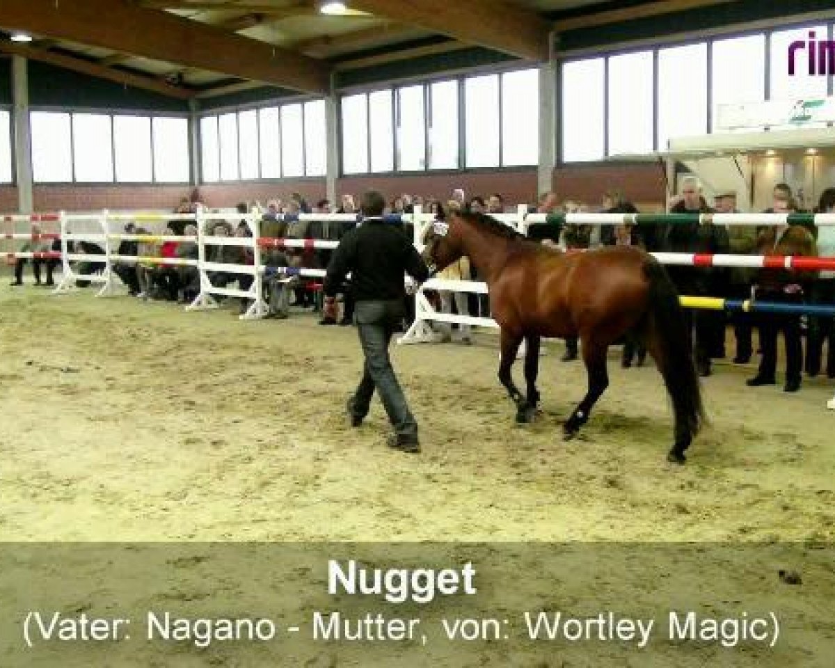dressage horse Nugget (Westphalian, 1992)