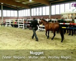 dressage horse Nugget (Westphalian, 1992)