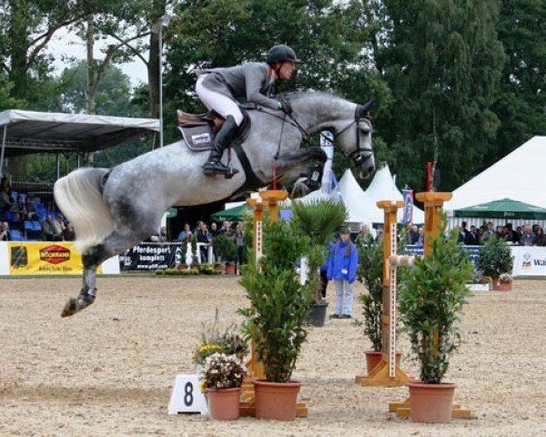 stallion Cornet du Lys (Westphalian, 2004, from Cornet Obolensky)