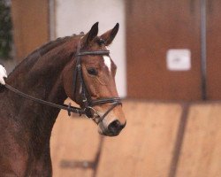 dressage horse Flora 463 (Westfale, 2007, from Floresco NRW)