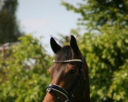 dressage horse Fabulous Fame (Oldenburg, 2018, from Florenz 71)