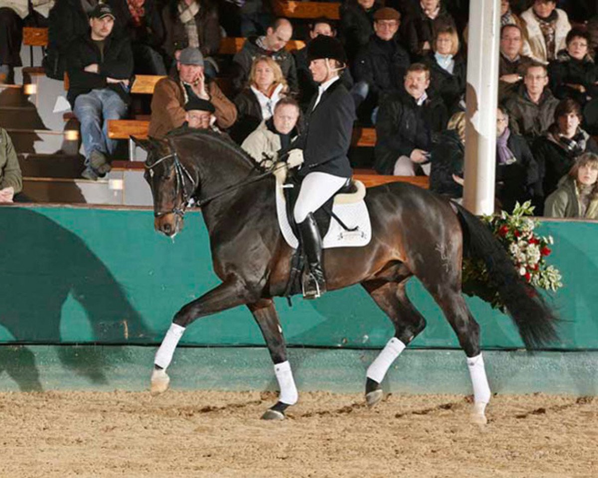 Deckhengst Quanticus (Rheinländer, 2008, von Quaterback)