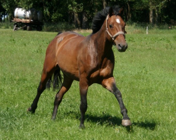 Dressurpferd Smilla G (Deutsches Sportpferd, 2005, von Saccor)