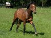 dressage horse Smilla G (German Sport Horse, 2005, from Saccor)