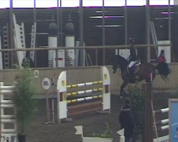 broodmare Candela (Württemberger, 2003, from Candillo Z)
