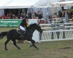 broodmare Luna (Oldenburg, 2002, from Looping)