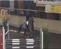 broodmare Bumblebee 7 (Oldenburg show jumper, 2004, from Baloubet du Rouet)