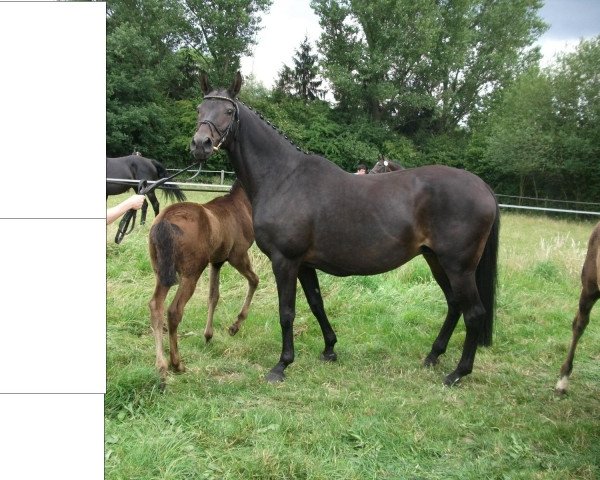 broodmare Bonita (Westphalian, 1995, from Bormio xx)