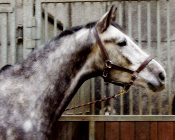 Pferd Cassis (Westfale, 2002, von Come On)