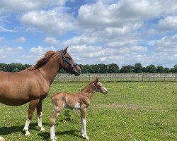 jumper Grafton Ember (KWPN (Royal Dutch Sporthorse), 2022, from Emerald van 't Ruytershof)