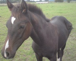 dressage horse Newton J (German Riding Pony, 2010, from New Classico)