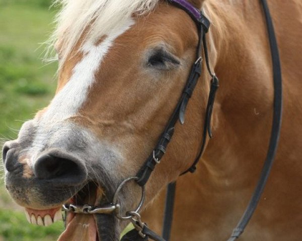 broodmare Angel (Haflinger,  )