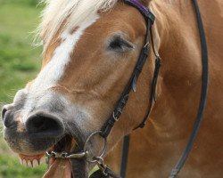 Zuchtstute Angel (Haflinger,  )