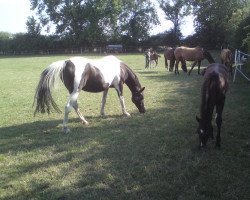 broodmare Tequila (Little German Riding Horse, 1993, from Shir Khan)