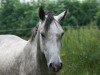 broodmare Pearl J (Little German Riding Horse, 2008, from Patty's Silverdun Velvet)