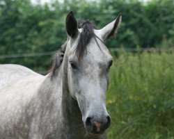 Zuchtstute Pearl J (Kleines deutsches Reitpferd, 2008, von Patty's Silverdun Velvet)