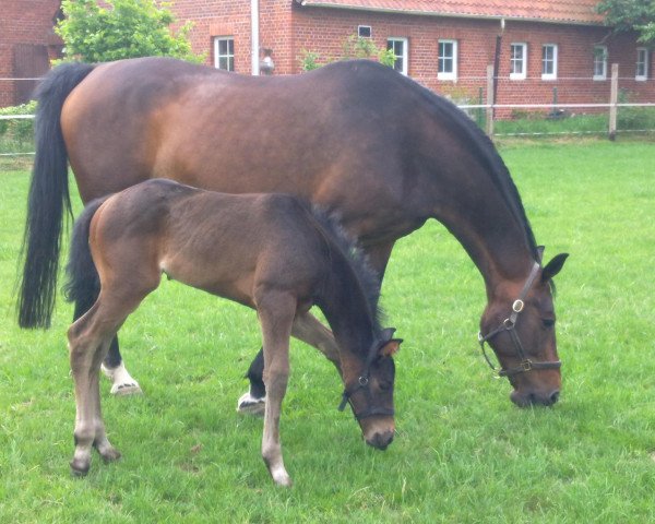 broodmare Liberty Six J (Hanoverian, 2011, from Likoto xx)