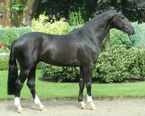 stallion Askaban (Westphalian, 1999, from Arpeggio)