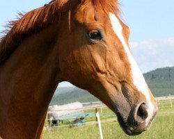 broodmare Torgau (Hanoverian, 1992, from Tenor)