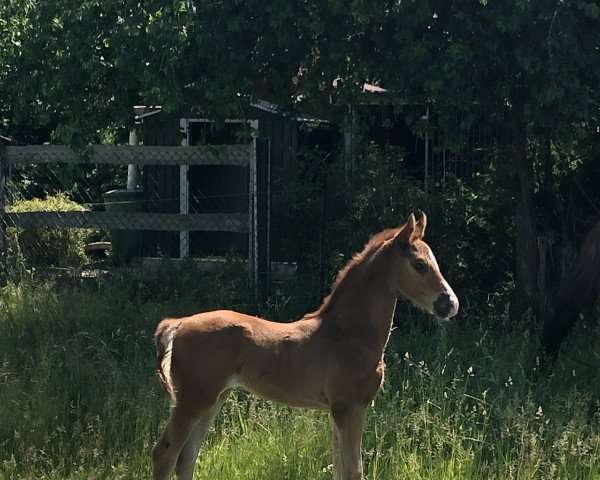 Springpferd Ant-Man H (Deutsches Reitpony, 2022, von Alvalon)