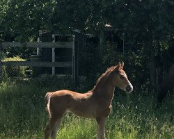 jumper Ant-Man H (German Riding Pony, 2022, from Alvalon)