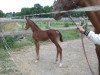 jumper Leroy (German Sport Horse, 2008, from Lafitte)