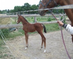 jumper Leroy (German Sport Horse, 2008, from Lafitte)