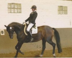 dressage horse Armagedon (Westphalian, 2002, from Abanos)