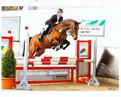 broodmare Unforgettable 3 (Oldenburg show jumper, 2007, from Insul Tech Up To Date 8)