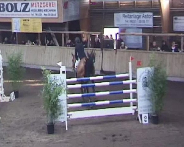 Springpferd Lancino 13 (Holsteiner, 2001, von Lavaletto)