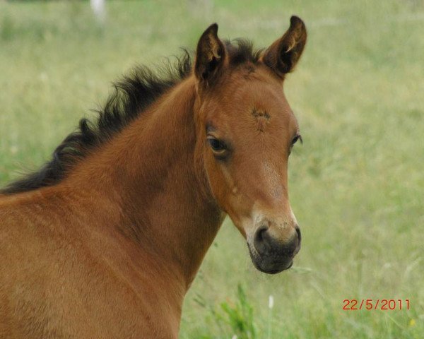 horse Caddy's Sunshine (Rhinelander, 2011, from Connery)