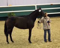 broodmare Academy Award xx (Thoroughbred, 2001, from Surako xx)