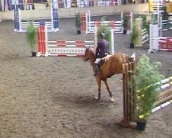 horse Landliebe 44 (Oldenburg show jumper, 2005, from Cassini II)