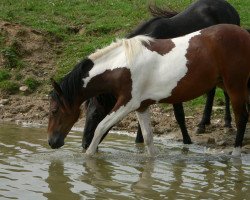 dressage horse Rayn (Lewitzer, 2005, from Grandy)