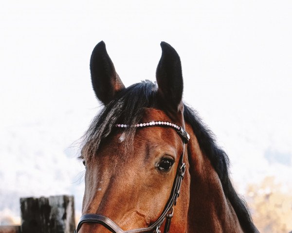 stallion Caillon (German Sport Horse, 2014, from Comme il Faut)