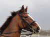 dressage horse Die da 10 (Oldenburg, 2001, from Diamond Hit)