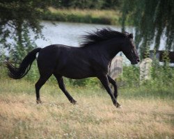 Springpferd My Spirit (Lewitzer, 2005, von Grandy)