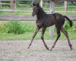 Zuchtstute Maiglöckchen B (Deutsches Reitpony, 2011, von Mr Rubby Bubbel)