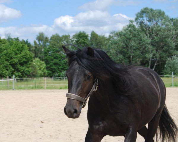 stallion Nonstop (German Riding Pony, 2008, from Nantan)
